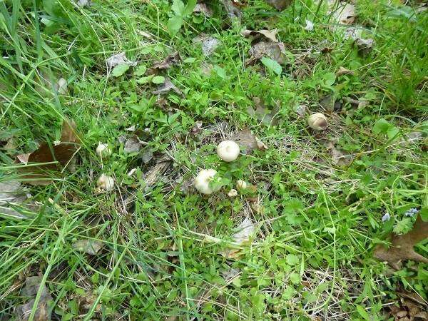 Image of Psilocybe ovoideocystidiata Guzmán & Gaines 2007