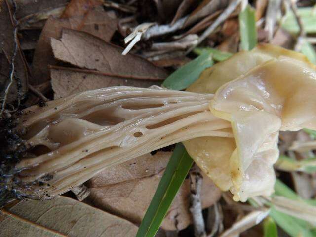 Helvellaceae resmi