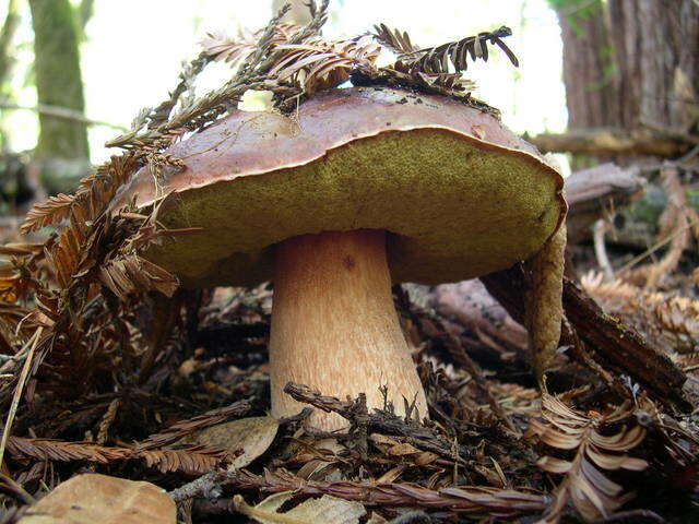 Boletus regineus D. Arora & Simonini 2008 resmi