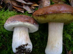 Boletus regineus D. Arora & Simonini 2008 resmi