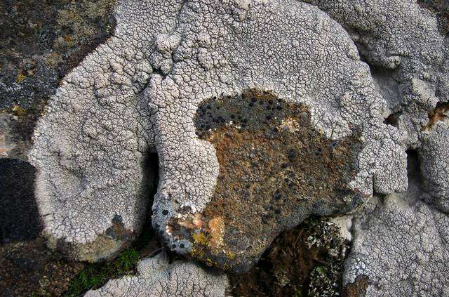 Image of crater lichen