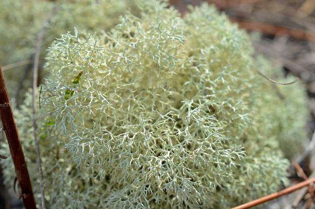 Image of reindeer lichen