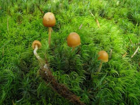 Image of Galerina