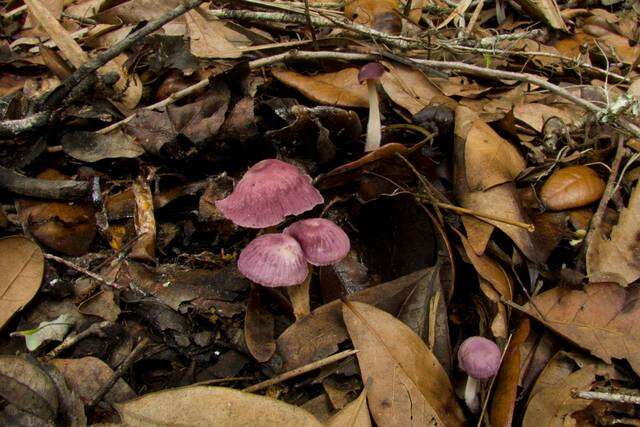 Image of Gymnopus iocephalus (Berk. & M. A. Curtis) Halling 1997