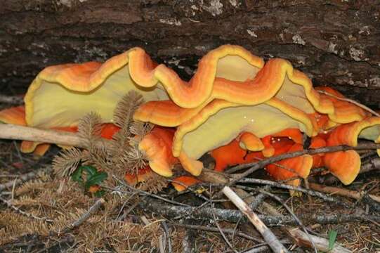 Image of Laetiporus