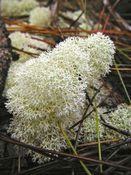 Слика од Cladonia evansii Abbayes