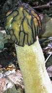 Image of Morchella punctipes Peck 1903