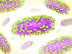 Image de Human respiratory syncytial virus