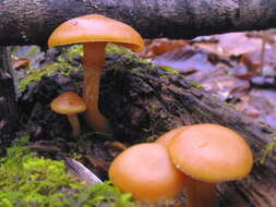 Image of Galerina