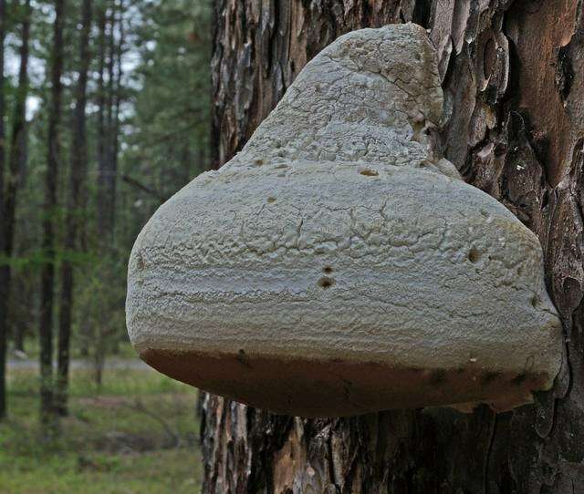 Image of Fomitopsis