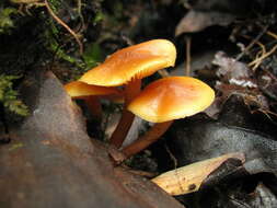 Image of Galerina