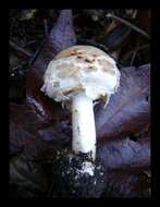 Image of Chlorophyllum brunneum (Farl. & Burt) Vellinga 2002