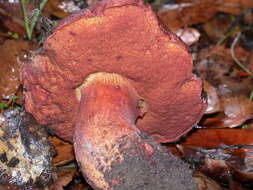 Image of Suillellus