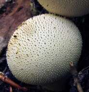 Imagem de Lycoperdon