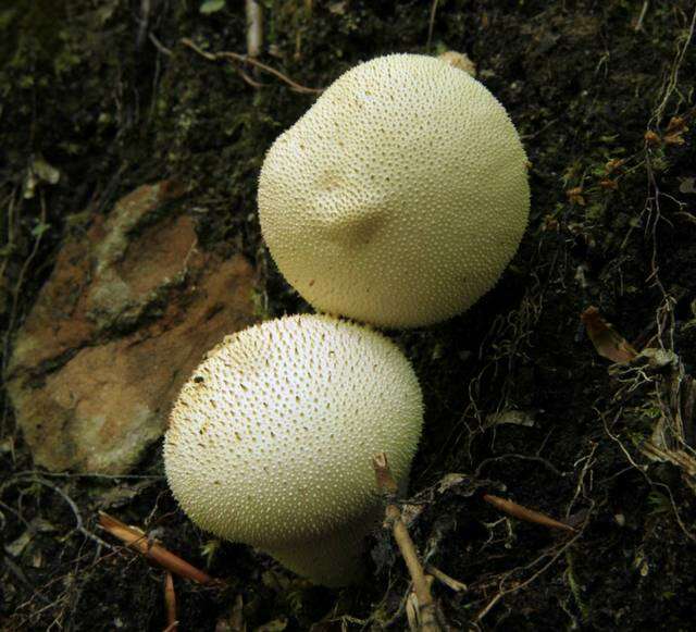 Imagem de Lycoperdon