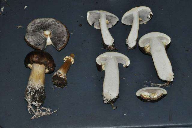 Image of Stropharia