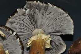 Image of Stropharia