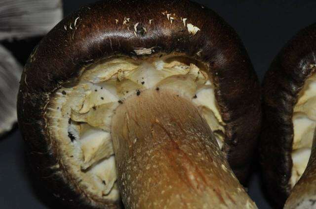 Image of Stropharia