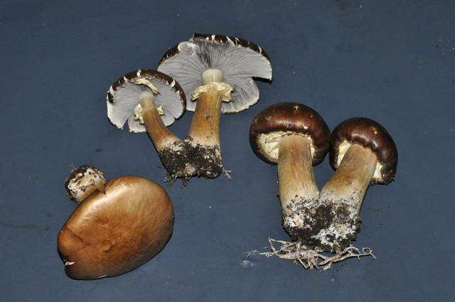 Image of Stropharia