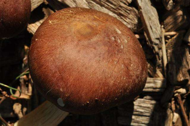 Image of Stropharia