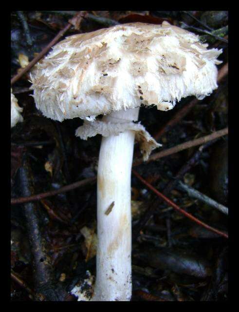 Image of Chlorophyllum brunneum (Farl. & Burt) Vellinga 2002