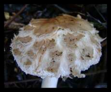 Image of Chlorophyllum brunneum (Farl. & Burt) Vellinga 2002