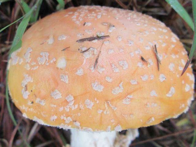 Image of Amanita persicina (Dav. T. Jenkins) Tulloss & Geml 2015