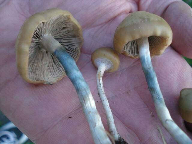 Image of Psilocybe ovoideocystidiata Guzmán & Gaines 2007