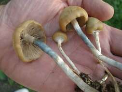 Image of Psilocybe ovoideocystidiata Guzmán & Gaines 2007