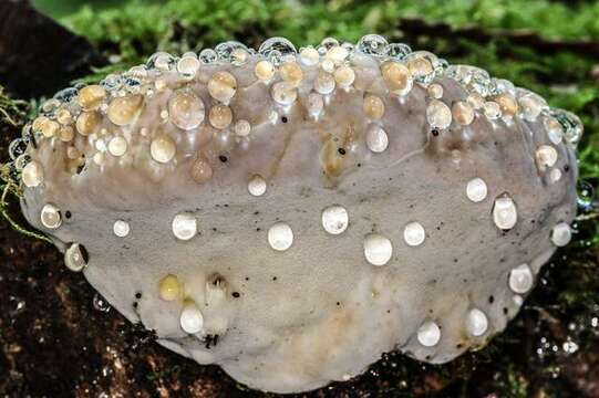 Image of Fomitopsis