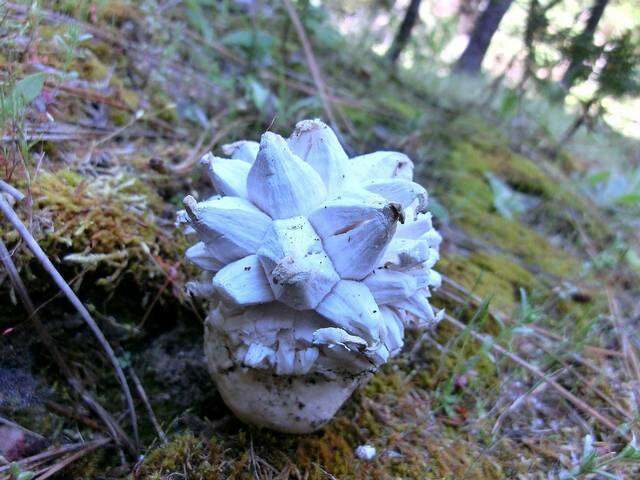 Image of Calvatia