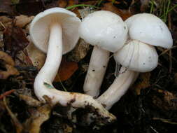 Image of Hygrophorus