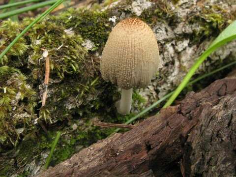 Image of Coprinellus