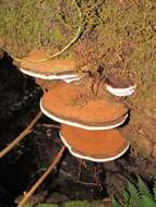 Image of Ganoderma