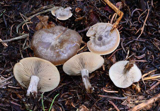 Image of Clitocybe glacialis Redhead, Ammirati, Norvell & M. T. Seidl 2000