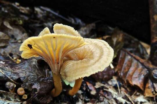 Image of Craterellus