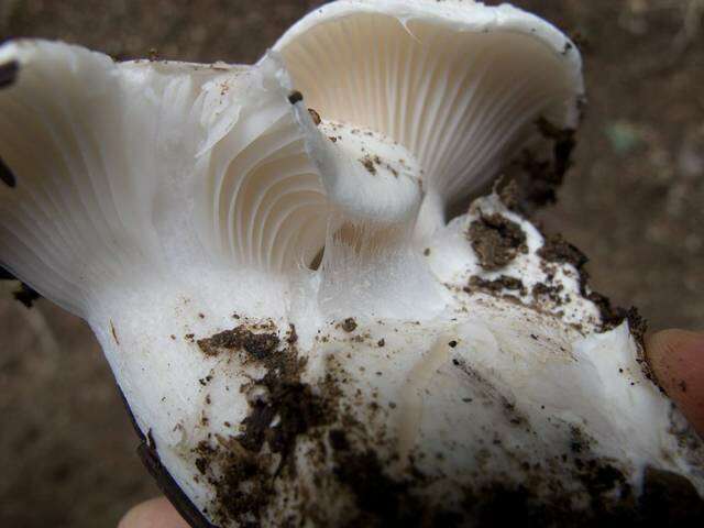 Слика од <i>Hygrophorus gliocyclus</i>