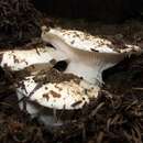 Слика од <i>Hygrophorus gliocyclus</i>