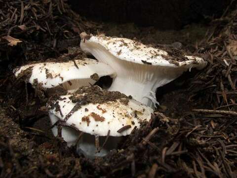 Слика од <i>Hygrophorus gliocyclus</i>