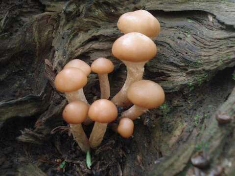 Pholiota resmi