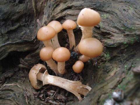 Pholiota resmi