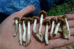 Image of Psilocybe ovoideocystidiata Guzmán & Gaines 2007