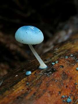 Image of Mycena interrupta (Berk.) Sacc. 1887