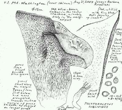 Image of Polyporoletus