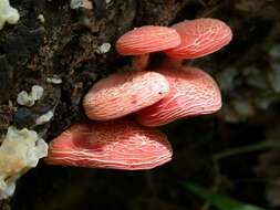 Rhodotus resmi