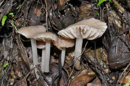 Image of Marasmius albogriseus (Peck) Singer 1943