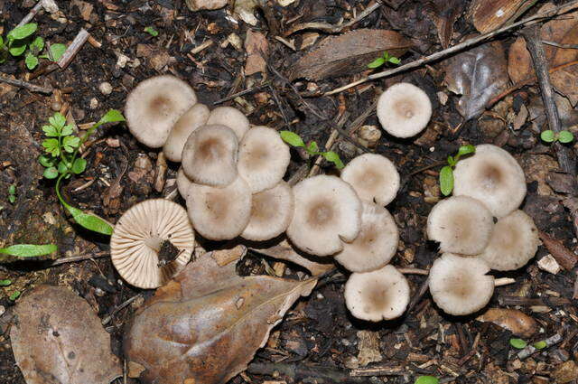 Image of Marasmius albogriseus (Peck) Singer 1943