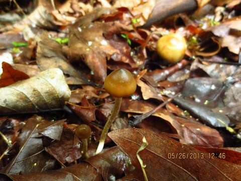 Image of Psilocybe ovoideocystidiata Guzmán & Gaines 2007