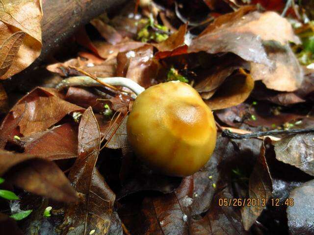 Image of Psilocybe ovoideocystidiata Guzmán & Gaines 2007