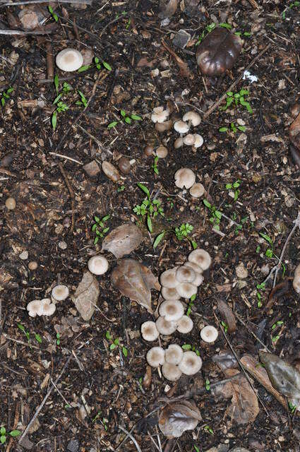 Image of Marasmius albogriseus (Peck) Singer 1943